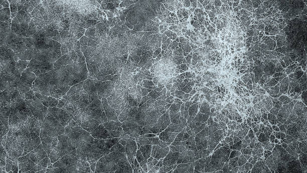 Mycelium fungus, Fusarium euwallaceae
