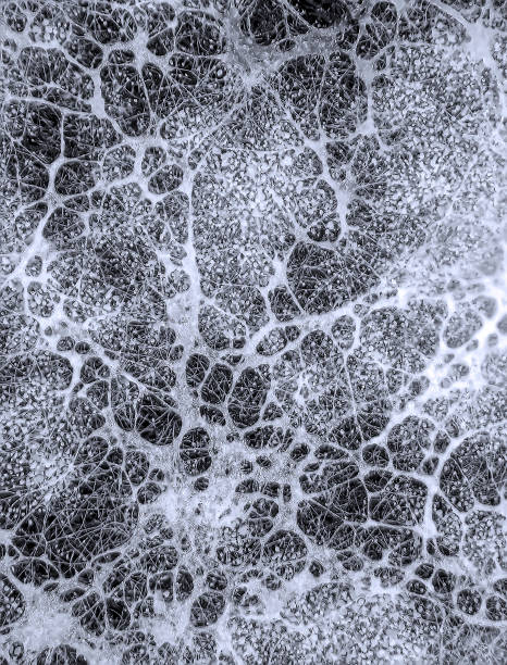 istock Mycelium fungus, Fusarium euwallaceae 2155534013
