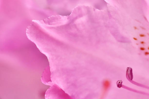 Beautiful Pink Azalea in the Park