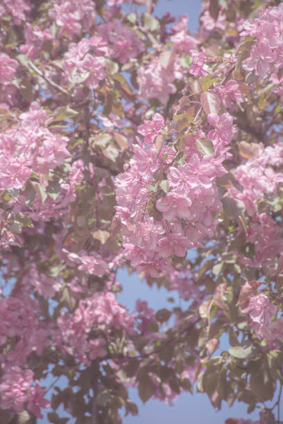istock Springtime Beauty: Cherry Blossoms and Blue Sky haze 2155534270