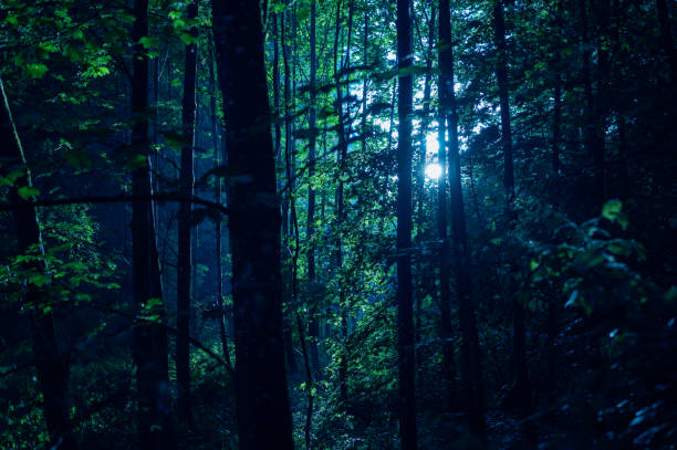 istock Moon shines through the trees at night 2155534305