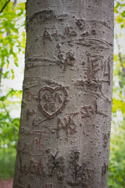 istock Tree trunk with carved initials and symbols in forest 2155534669
