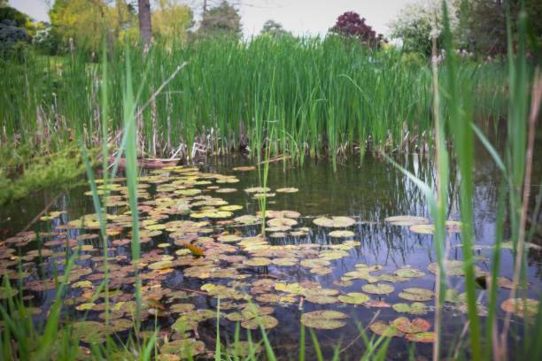 istock Serene Pond with Lily Pads and Reeds 2155534736