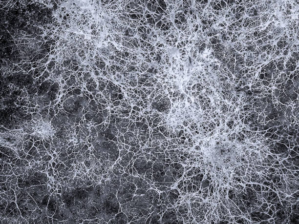 mycelium fungus, fusarium euwallaceae - hifa - fotografias e filmes do acervo