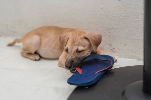 A 2 month old puppy gnaws on a blue slipper while inside the house.