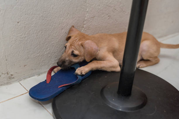 A 2 month old puppy gnaws on a blue slipper while inside the house.