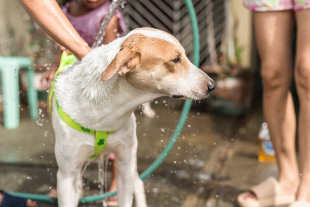 A calm and contented dog stands while being bathed outdoors with a hose by his owner on a sunny day.
