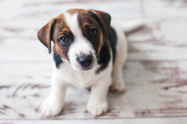 istock Cut puppy sitting on white floor 2155540668