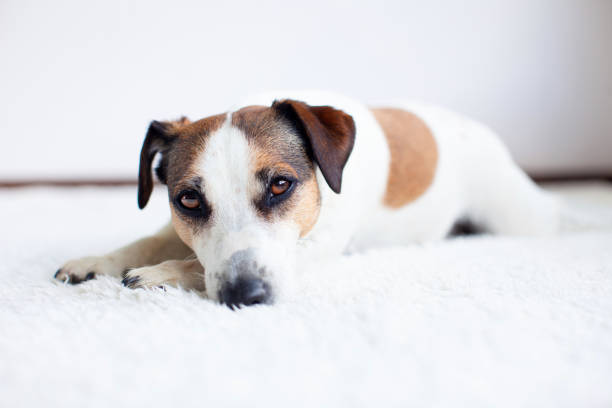 Portrait of sad dog on white blanket. Cut pet looking at camera
