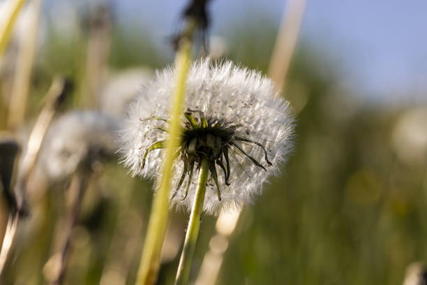 white dandelion balls in spring, dandelion seeds in spring after flowering