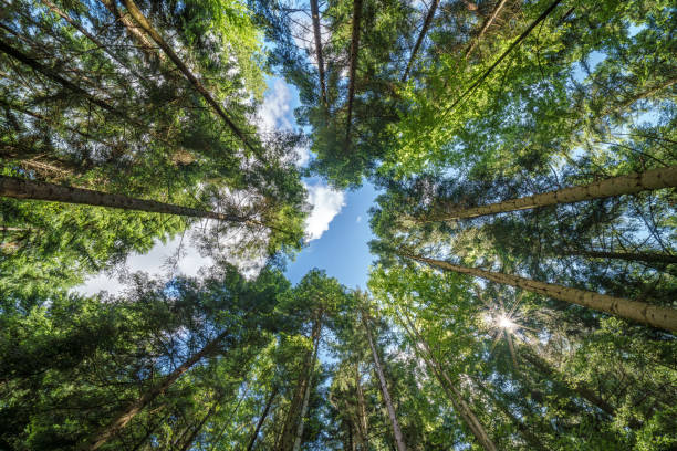 istock Observing the sunlight filtering through the trees in a lush forest 2155544653