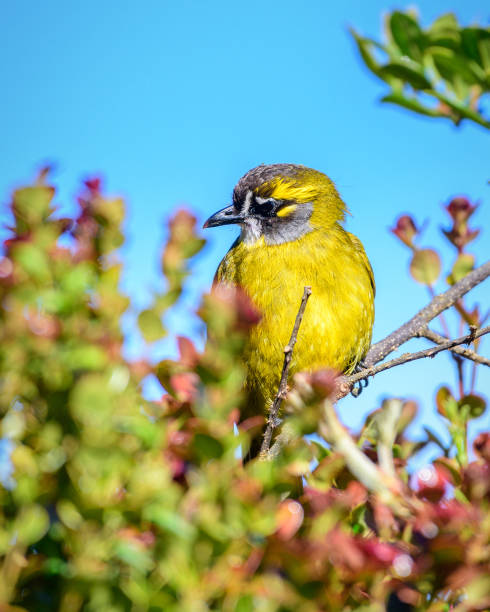 istock Yellow-eared bulbul bird perch, Horton Plains National Park 2155545137