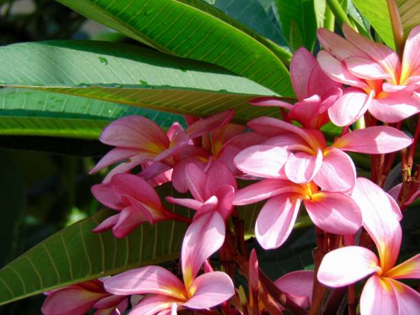 istock Frangipani Plumeria Rubra 2155545455