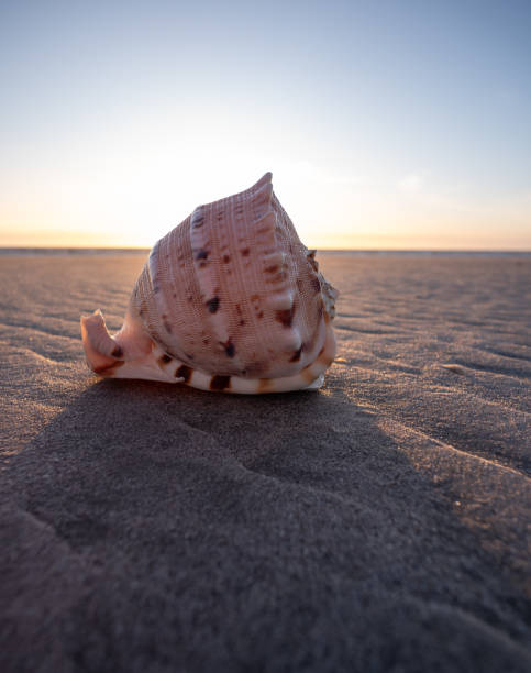 istock seashell on the sea beach 2155546812