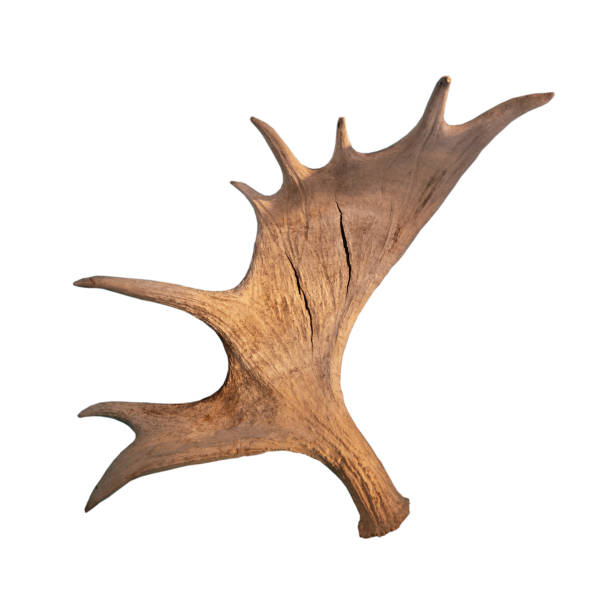 istock The vintage antlers on white 2155546847