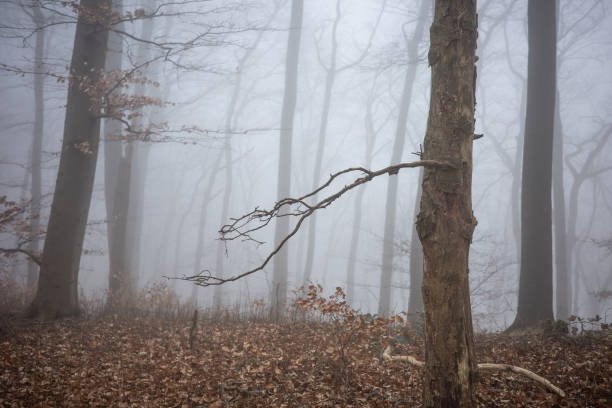 The forest in a fog