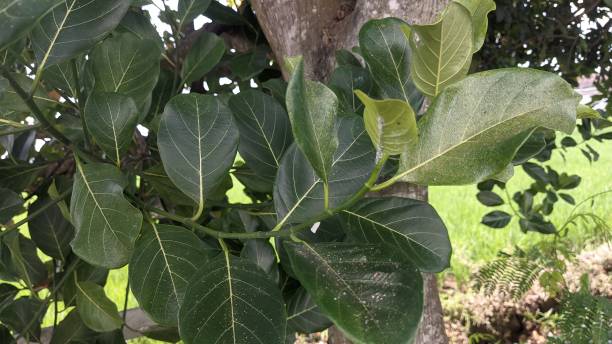 istock Green jackfruit leaves photographed close up 2155547916