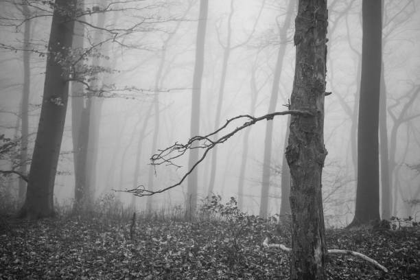 The forest in a fog