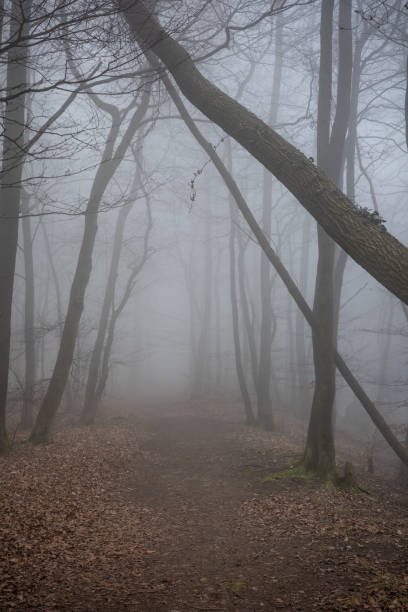 istock The forest in a fog 2155548087
