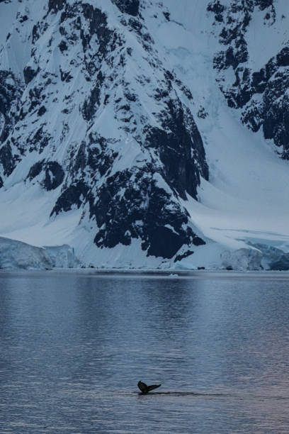 istock Humpback whale in sunset from Antarctica 2155550143
