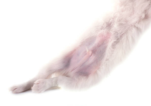 puppy  chihuahua in front of white background