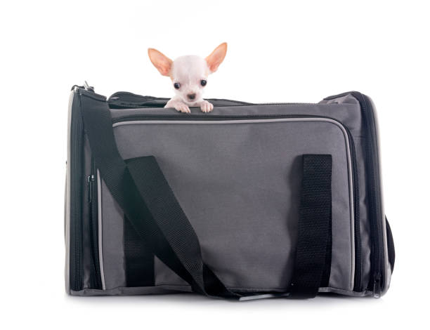 istock puppy chihuahua in studio 2155550591