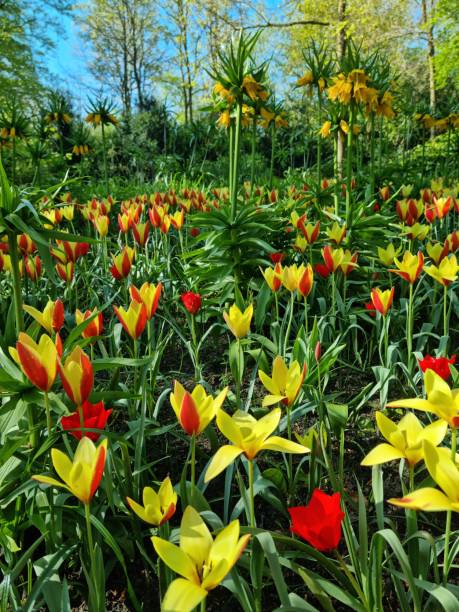 istock Red and yellow Taco tulip flowers 2155553971