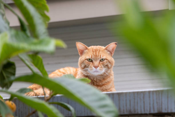 istock A stray cat looking at the camera through the leaves 2155553983