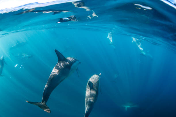 istock Underwater photo of wild dolphins 2155554518