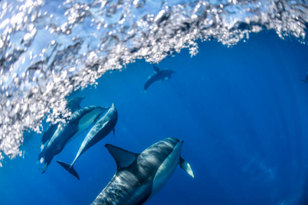 istock Underwater photo of wild dolphins 2155554535
