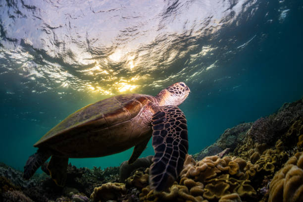 istock Green Turtle in the Ocean 2155554540