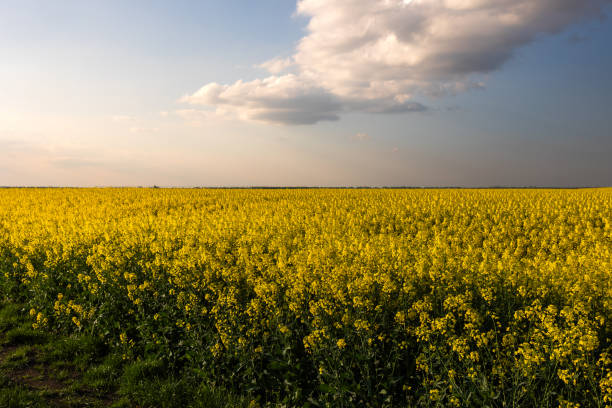 istock Yellow rapeseed field at the sunset. 2155555593
