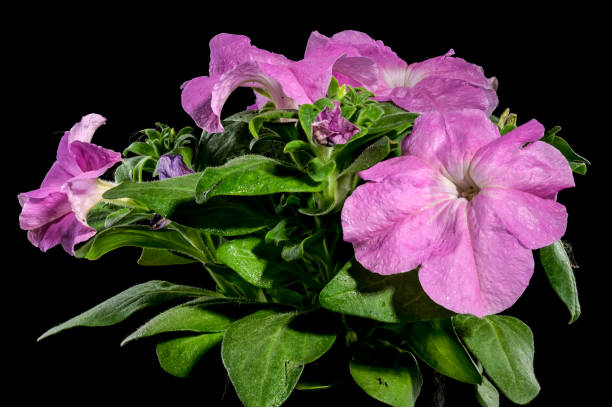 istock Blooming violet Petunia flowers on a black background 2155555616