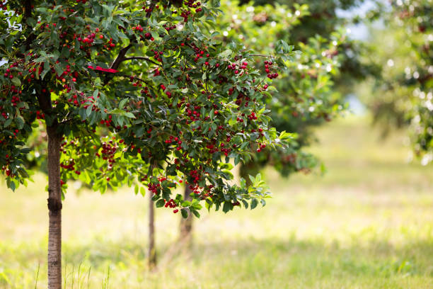 istock Fresh ripe sour cherry hanging on cherry tree 2155557701