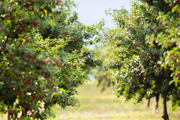 istock Fresh ripe sour cherry hanging on cherry tree 2155557703