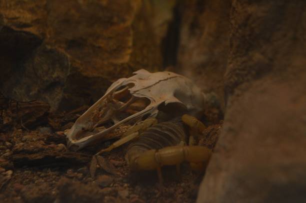 istock Scorpion and Animal Skull 2155557799