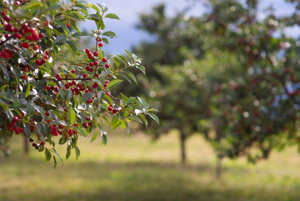 istock Fresh ripe sour cherry hanging on cherry tree 2155557865