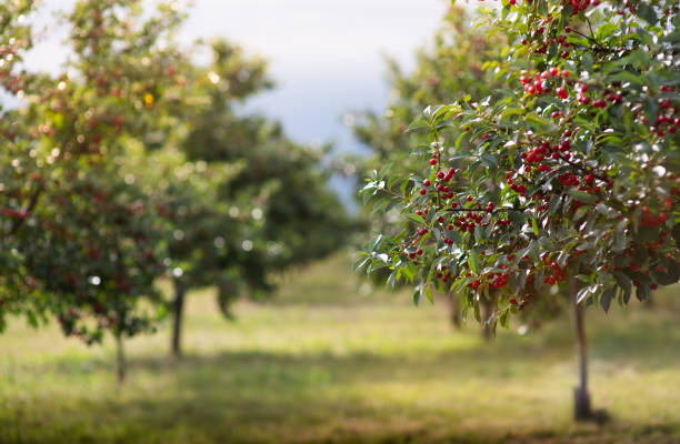 istock Fresh ripe sour cherry hanging on cherry tree 2155557874