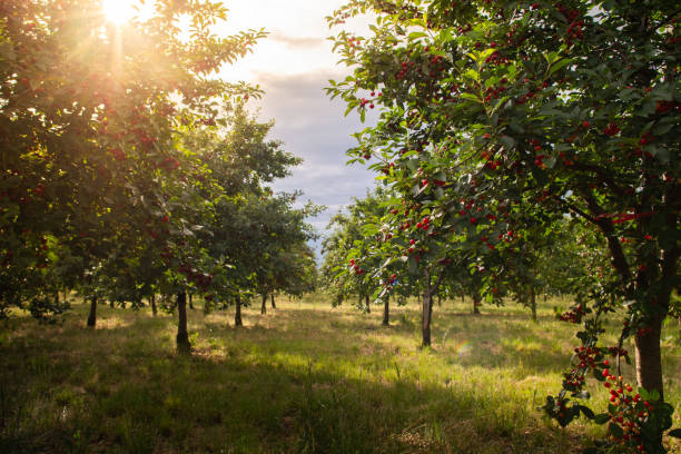 istock Fresh ripe sour cherry hanging on cherry tree 2155557878