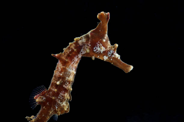 istock Crowned seahorse (Hippocampus coronatus) juvenile 2155558124