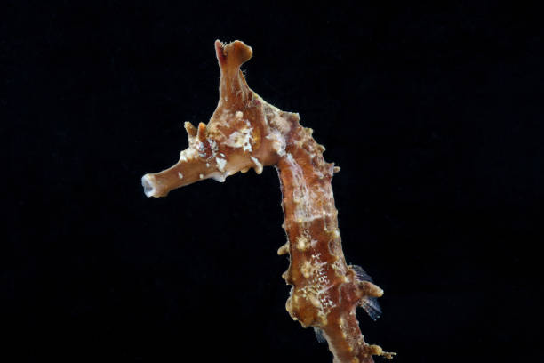 istock Crowned seahorse (Hippocampus coronatus) juvenile 2155558154