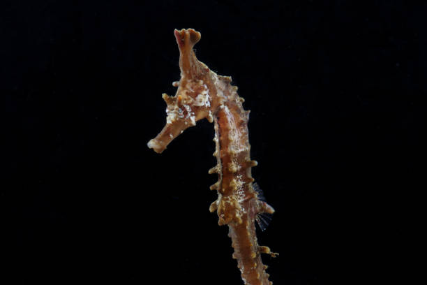 istock Crowned seahorse (Hippocampus coronatus) juvenile 2155558166