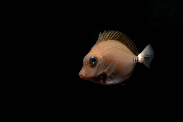 istock Scalpel sawtail (Prionurus scalprum) juvenile 2155559799