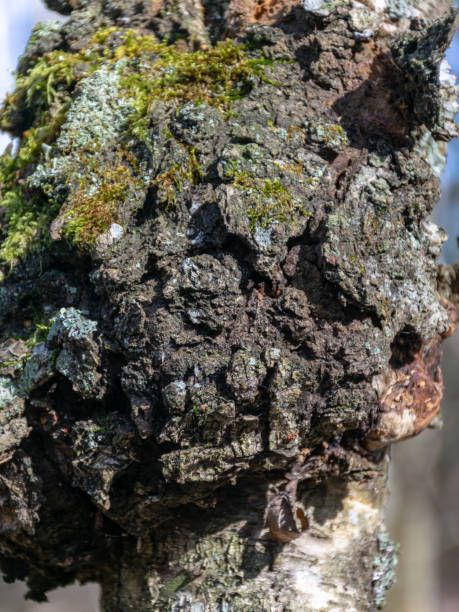 istock Growth on a birch, a tree, mushroom on a birch - chaga 2155561007
