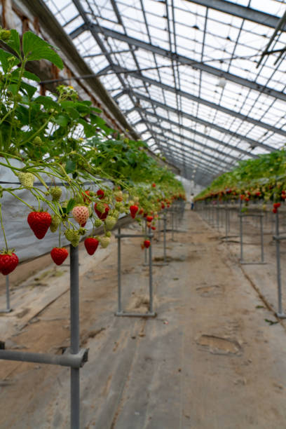 istock Strawberries grown in plastic greenhouses. 2155563787
