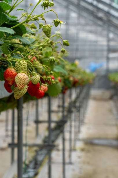 istock Strawberries grown in plastic greenhouses. 2155563803