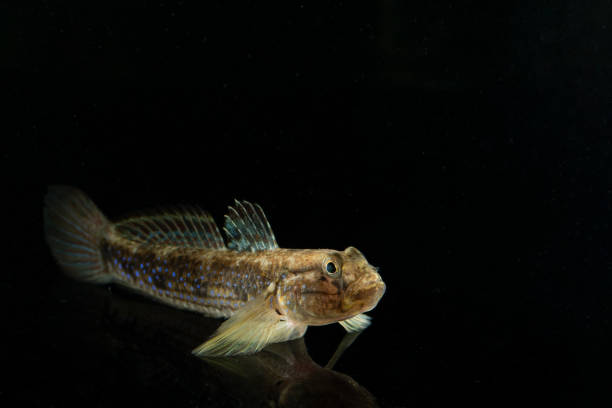 istock Streaked goby (Acentrogobius virgatulus) juvenile 2155563856