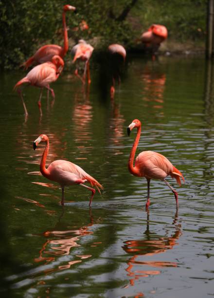 Photo of a flamingo with a look into the camera