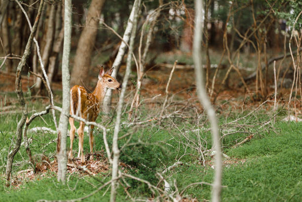 A beautiful young deer grazes peacefully in the forest, surrounded by lush greenery and natural beauty. This serene scene captures the grace and tranquility of wildlife in its natural habitat