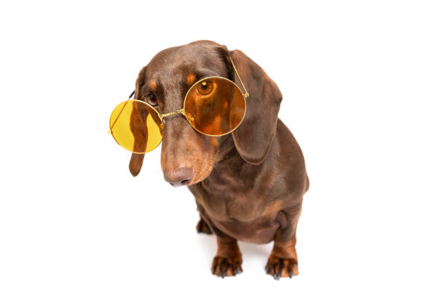 Sausage dog sitting isolated on white studio background wearing orange summer sun glasses